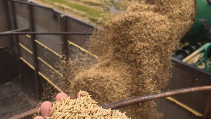 Ciência leva o Tocantins ao terceiro lugar na produção nacional de arroz