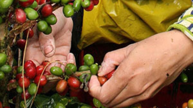 Colheita de café da Cooxupé atinge 70% da área, em ritmo abaixo de anos recentes