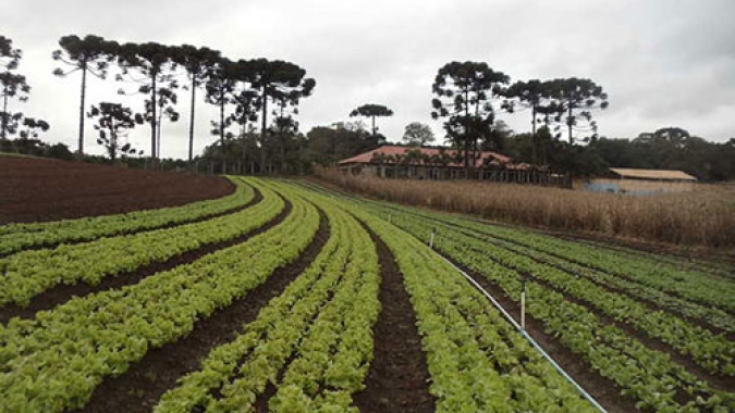 Embrapa: cinco décadas gerando soluções de alto impacto para o setor de hortaliças