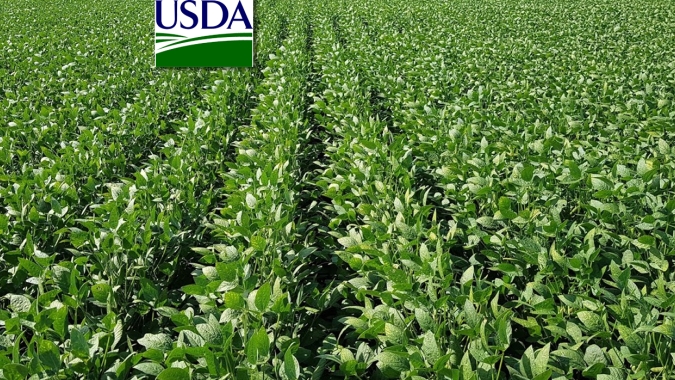 USDA traz plantio de soja e milho dos EUA abaixo do esperado