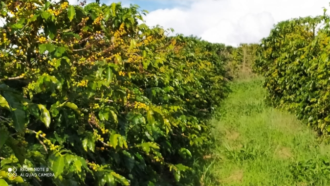 Produção dos Cafés do Brasil ocupa área de 1,885 mi. de hectares dos quais 1,514 mi. são de café arábica e 371,14 mil de robusta