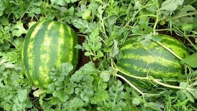 Melancia: com falta de graúdas, fruta se valoriza 33% na BA