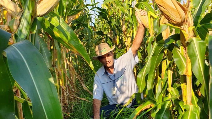 Consórcio com braquiária mantém produtividade do milho no Paraná