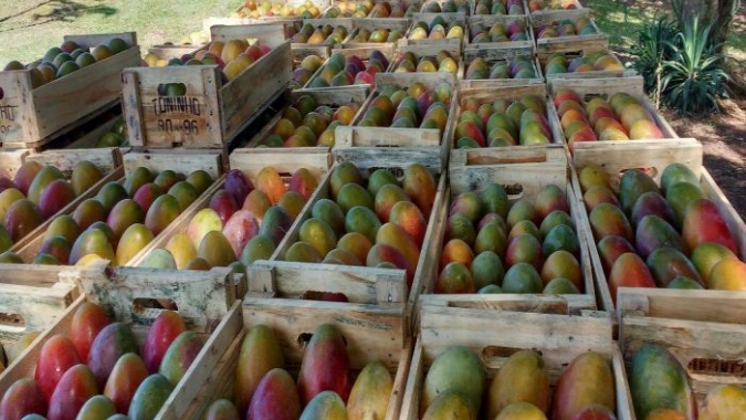 Brasil ainda consome menos fruta do que o recomendado e setor mira oportunidades no mercado interno