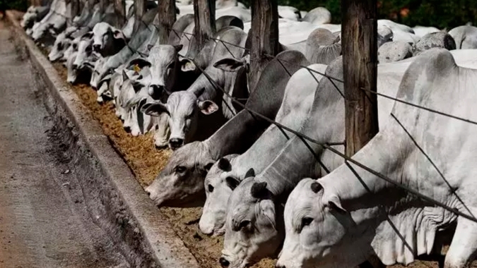 Frigoríficos em Goiás elevam os preços ofertados da arroba bovina para conseguir a efetivação da compra
