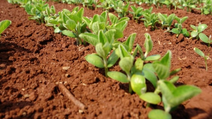 Valorizando cada Planta, por Flavio Marques