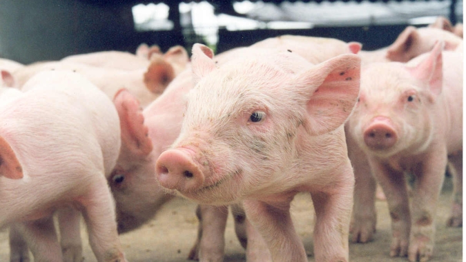 Suinocultura independente: mercado chega na virada do mês com dificuldades para avançar nos preços