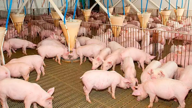 241 novos surtos de peste suína foram notificados entre 20/12 e 3 de janeiro