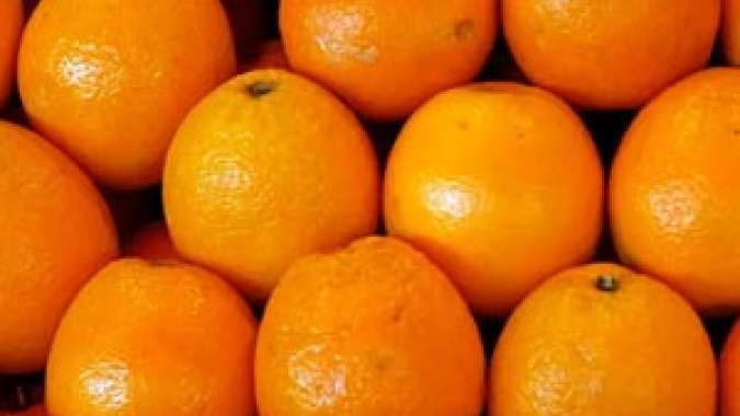 Citros: disponibilidade de laranjas deve crescer neste mês