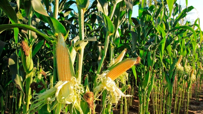 MT se prepara para colher safrinha de milho com expectativa de produzir 4 milhões de toneladas a menos