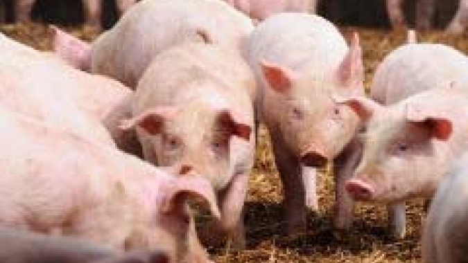 Exportações de carne suína alcançam 102,7 mil tons em setembro, aponta ABPA
