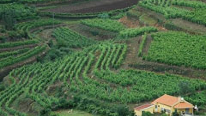 Comissão Nacional de Hortaliças e Flores da CNA avalia ações estratégicas para 2022