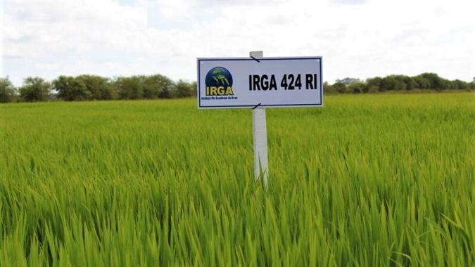 Arroz: IRGA 424 RI é a cultivar mais utilizada no RS