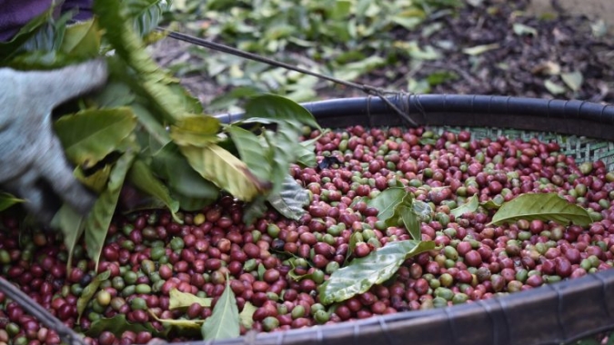 Café: Após estabilidade, arábica e conilon voltam a operar com leves altas nesta 5ª