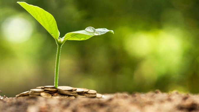 IPPA/Cepea: Com quedas para grãos e pecuária, IPPA/CEPEA cai em setembro
