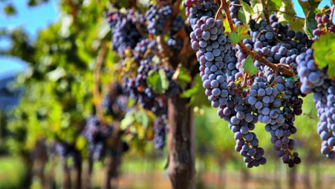 Uva/Cepea: Niagara se desvaloriza em São Miguel Arcanjo