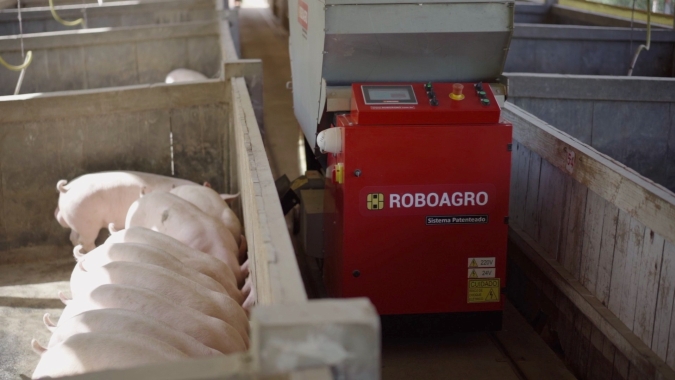 Robô alimentador de suínos com música clássica chega às principais regiões produtoras do Paraná