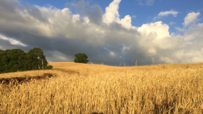 Safra de Inverno da Castrolanda tem crescimento na área produtiva e colheita com qualidade superior ao último ano
