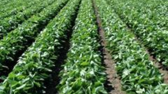 Solidaridad lança estudo sobre o uso eficiente da terra na expansão da soja no cerrado