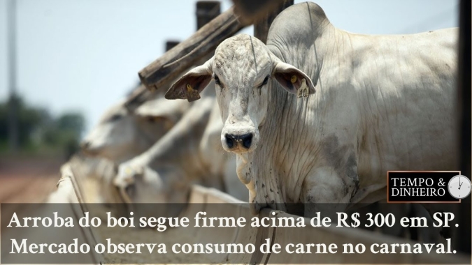 Arroba do boi segue firme acima de R$ 300 em SP. Mercado observa consumo de carne no carnaval.