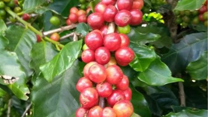 Com diminuição na oferta global, café tem semana de forte alta em Nova York e Londres