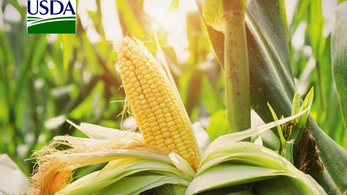 USDA informa novas vendas de milho e cancelamento de compra da China de grão da safra velha