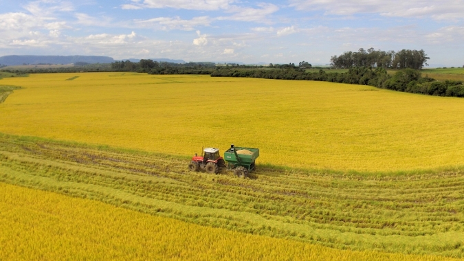 São Gabriel/RS teve boas condições para o plantio da safra de inverno e preços do trigo animam os produtores