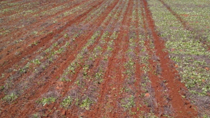 Produtores baianos preparados para o novo calendário da soja, safra 2020/21, decretado pela ADAB