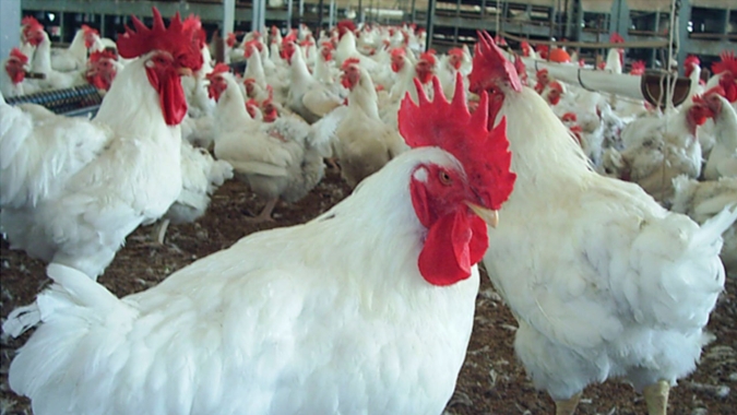 Embarques de carne de frango seguem acelerados e registram arrecadação em 14 dias úteis equivalente a 92% do total de outubro/21