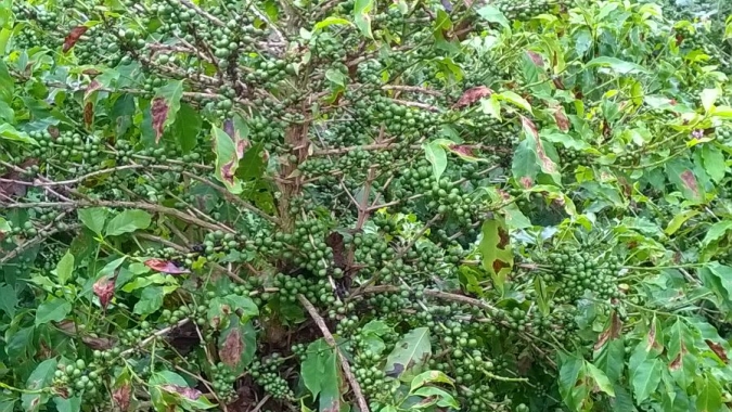 Pesquisa mostra que dióxido de carbono pode reduzir a incidência do bicho mineiro no cafeeiro