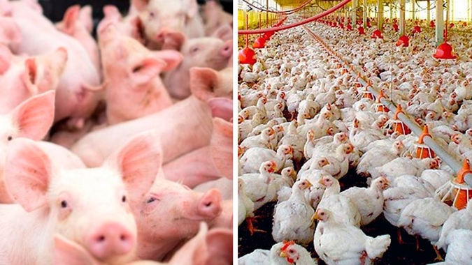 Exportações de frango sobem 2,6% em março, a 349,5 mil t, diz ABPA; suíno também avança