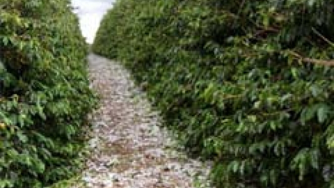 Conab: Técnicos vão a campo realizar levantamento de café em SP