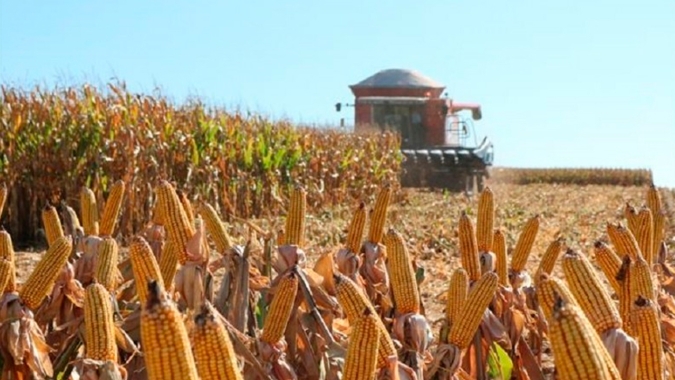 Primavera do Leste/MT espera perda de 30% da safra milho e dificuldades para cumprir contratos