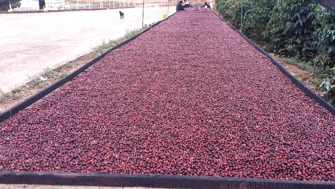 Café: Sem Nova York, mercado físico estável nas principais regiões produtoras do país