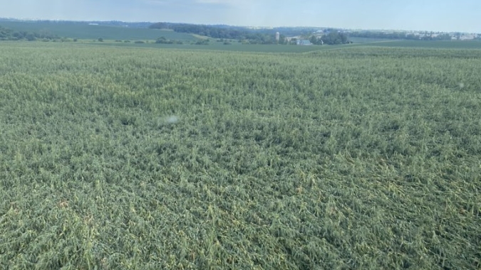 USDA pode reduzir 2% no índice de lavouras de soja e milho em boas condições após tempestade