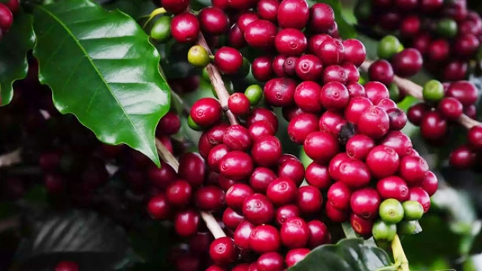 Café: Mercado em NY trabalha com leves perdas nesta 3ª feira atento ao coronavírus