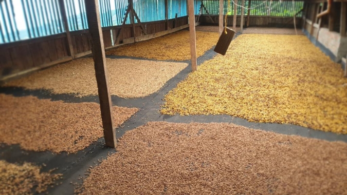 Produção de café na Colômbia recua 8% em julho; exportação ainda encontra dificuldades, mas avança