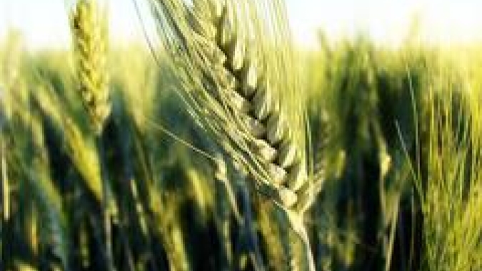 Produção de trigo 26/27 do Brasil deve cair 14,5% com redução de área, estima Safras