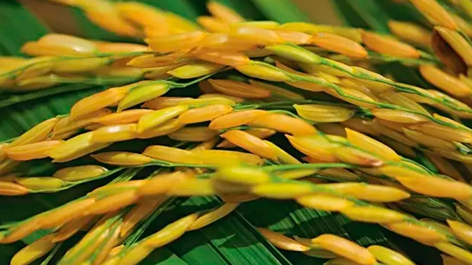 Arroz/Cepea: Preço reage, mas custo alto e margem negativa limitam liquidez no RS