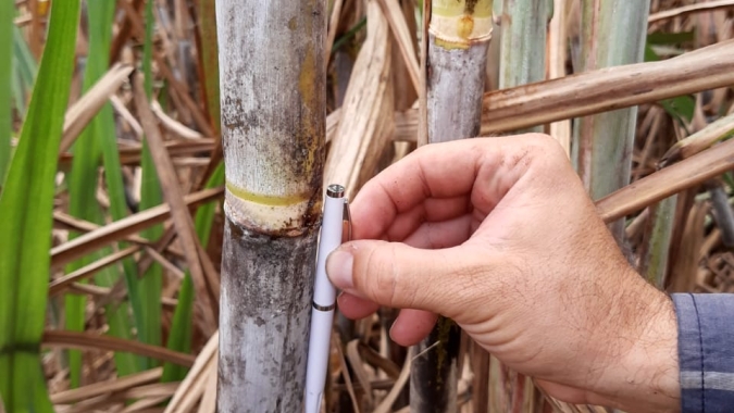Fungo nativo do Cerrado brasileiro otimiza produção de etanol 2G