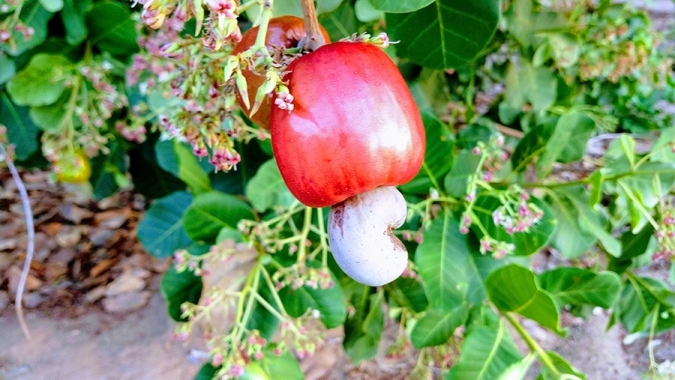 Cajueiro-anão transforma a vida de agricultores do RN