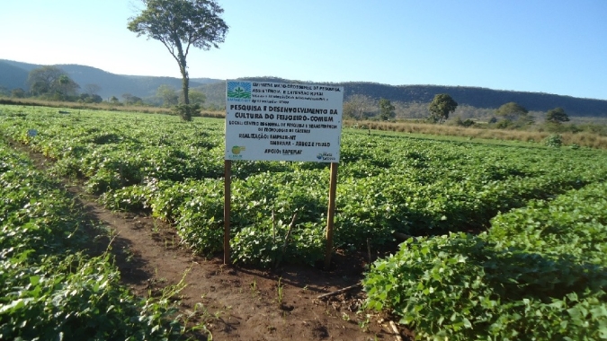 Pesquisas realizadas pela Empaer disponibilizam feijões de boa qualidade aos agricultores e consumidores Mato grossenses