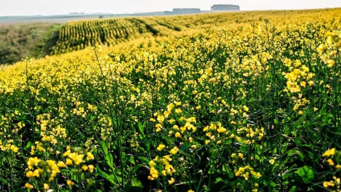 Com plantio concluído, canola tem bom desenvolvimento no RS