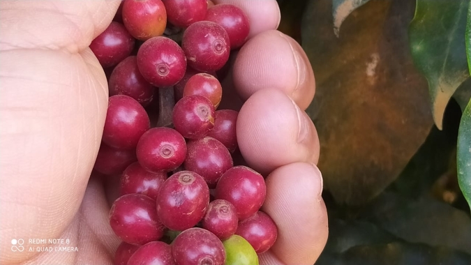 J Ganes vê safra de café do Brasil ainda menor e alerta para 2022