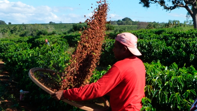 StoneX: Safra 21 do Brasil deve ter quebra de 33% no café arábica e alta de 11% no conilon