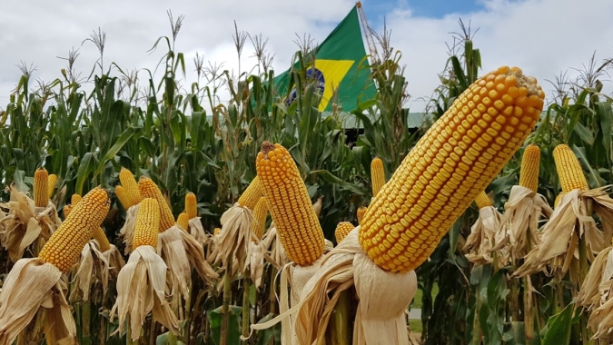 Melhor ano da história para produtor de milho, mas péssimo para granjeiros de Santa Catarina, diz Faesc