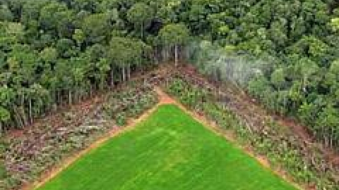Espécies geneticamente modificadas na natureza, por Prof. Aluizio Borem