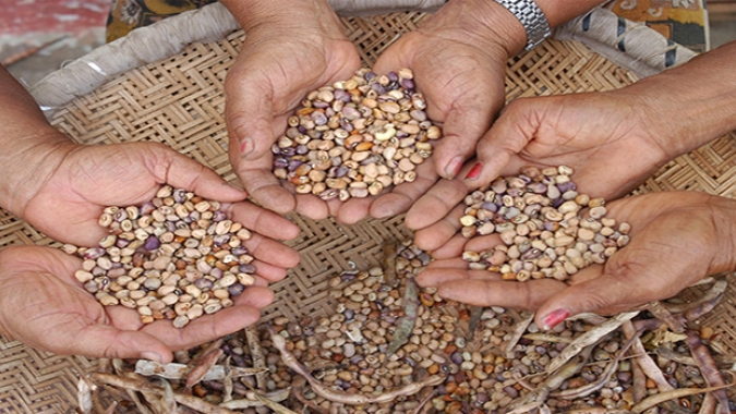 Safra de feijão deverá crescer 13% em produção e produtividade em Pernambuco
