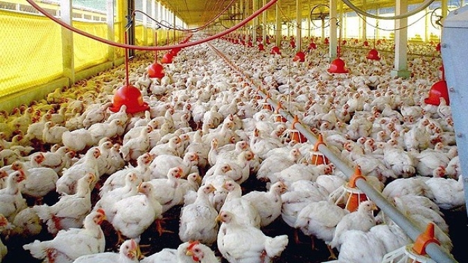 Preço da carne de frango e da ave viva sobem em maio, na contramão das proteínas bovina e suína