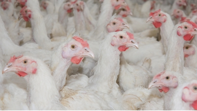Frango: quinta-feira (22) fecha com cotações em campo misto